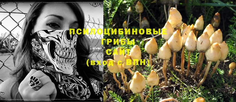 Псилоцибиновые грибы Magic Shrooms  где продают   Анапа 